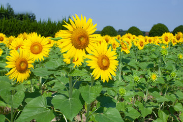 Fototapeta premium ひまわり畑