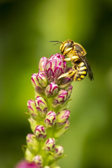Small bee gathering pollen on a liatris flower