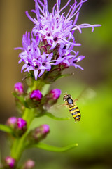Small syrphidae fly in flight around a liatris flower