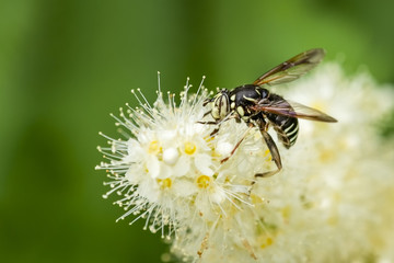 Fototapeta premium Syrphidae fly gathering pollen on some white flowers