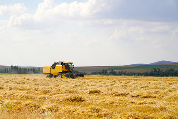 Obraz premium Giant yellow working wheat harvester combine machine on gold wheat fields in summer, Ankara, Turkey