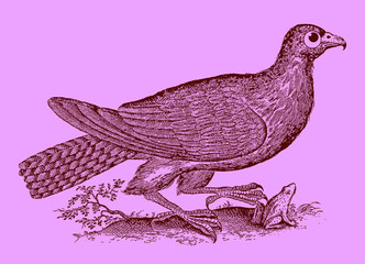 Cute predator: buzzard or hawk catching a frog or toad. Illustration after a historical woodcut engraving from the 17th century. Easy editable in layers
