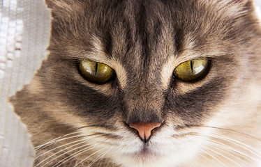 Cat face close-up. Gray cat with big eyes. Portrait of a gray domestic cat