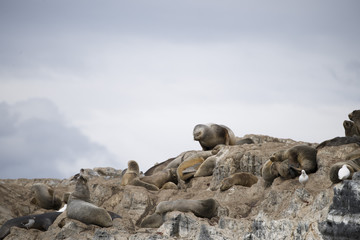 A seal on the rocks of Antarctica