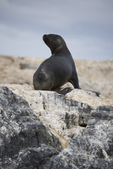 Fototapeta premium A seal on the rocks of Antarctica