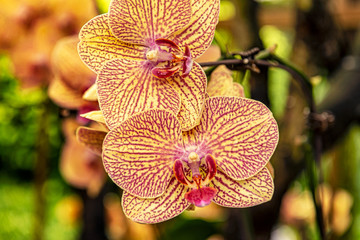 Tropical orchid flowers at The National Orchid Garden in the Singapore Botanic Gardens.