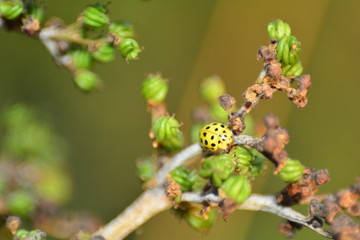 Gelber Marienkäfer mit schwarzen Punkten auf Pflanze in grüner Natur