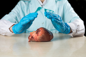 The transplantologist holds the heart of the man in his hands. Medicine and technology save lives