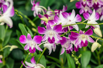 Fototapeta na wymiar Tropical orchid flowers at The National Orchid Garden in the Singapore Botanic Gardens.