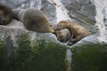 Some Antarctic seals lounging on top of each other on the rocks