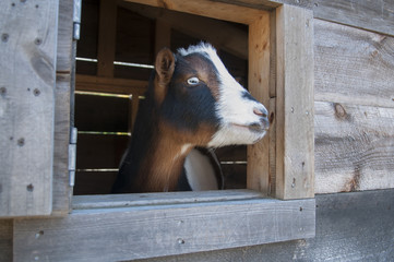 Baby Goat Looking Out Window