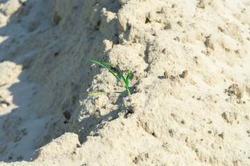 Grass breaks through the dunes of the desert.