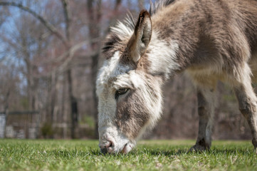 Donkey Grazing