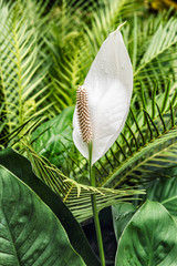 White Lily Arum Lily, Zantedeschia aethiopica, flower growing in Singapore Botanic Gardens.