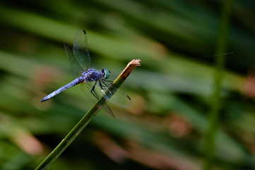 Blue Dragonfly
