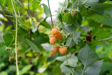 Raspberry berries on the branches. Healthy food.