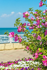 Fototapeta na wymiar Flowering bush of pink hibiscus on the sea promenade