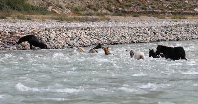 Horses cross mountain river swimming in rapid water torrent in Ladakh, Himalaya