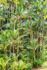 Hollow Stemmed Bamboo Growing in Singapore Botanic Gardens