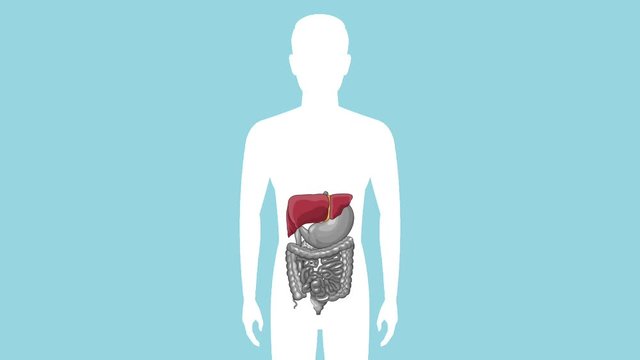 Digestive system on human silhouette cartoon High definition colorful scenes animation