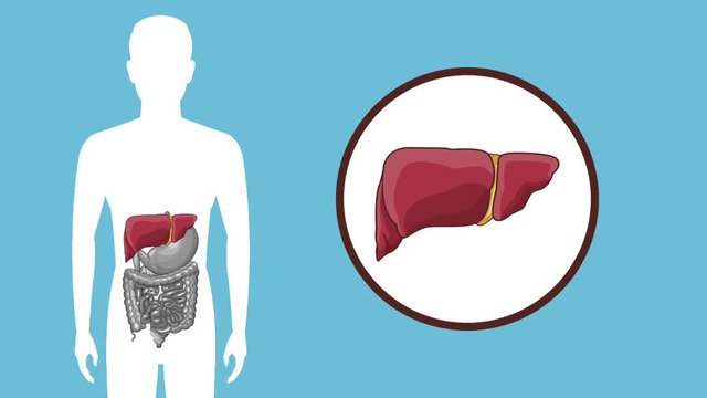 Digestive system on human silhouette cartoon High definition colorful scenes animation