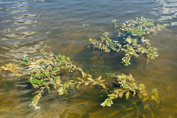 Photo of algae in the river water.