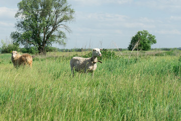 Sheep in the pasture. Animals from a home farm.
