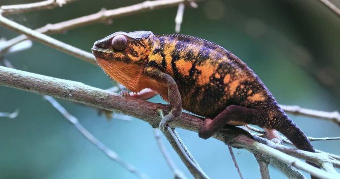 Endemic to Madagascar chameleon Panther Furcifer on branch in wild nature 4k video