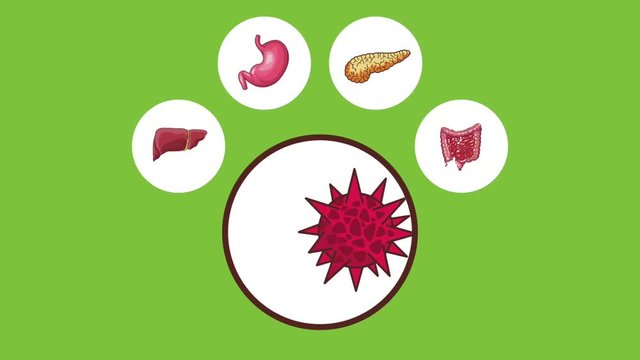 Digestive system bacterias and virus in round icons High definition colorful scenes animation