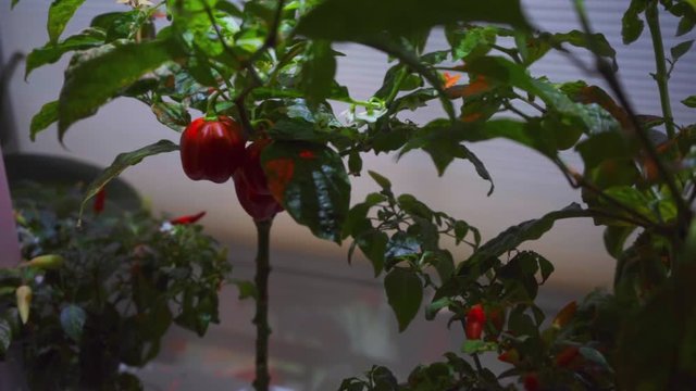 Habanero Chilli Pepper Growing in Smart Garden-ZOOM-IN, SLOWMO
