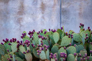 Prickly pear cacti