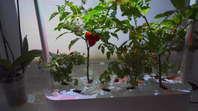 Habanero Chilli Pepper Growing in Smart Garden-SLOW ZOOM IN