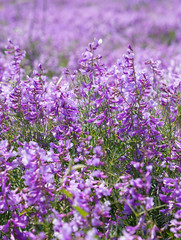 Obraz premium Vicia cracca flower in nature