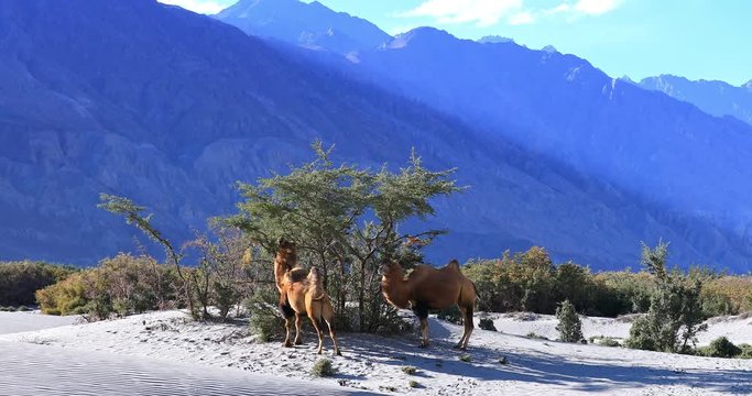 Beautiful nature of high altitude desert, Ladakh, Himalaya. Camels on sand dunes