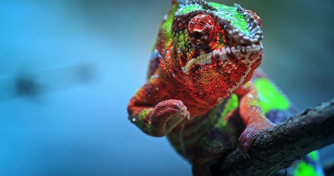 Chameleon exotic reptile and beautiful tropical lizard with vivid and colorful skin crawling slowly on tree branch toward camera