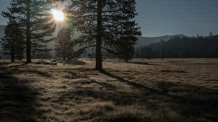 Forest Meadow at Sunrise