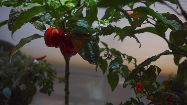 Chilli Peppers Growing in Smart Garden-ORBIT LEFT