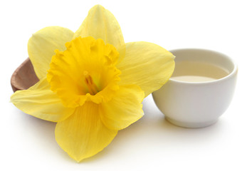 Flower daffodil with extract in a bowl