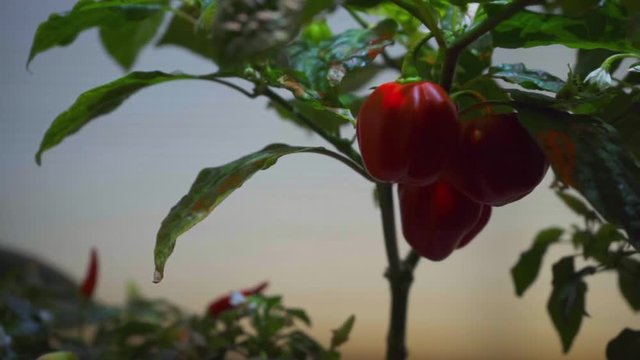 Habanero Chilli Peppers Growing on windowsill -SLIDE LEFT, CLOSEUP
