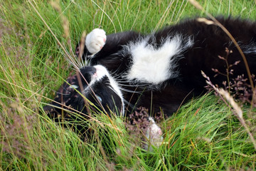 A black cat with white spots lies in the grass.