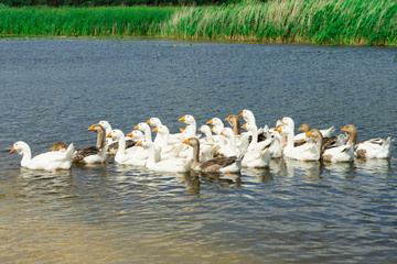 Geese from home farm. A small number of geese.