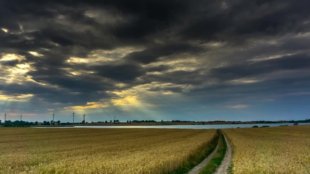 A dirt road through a field of grain