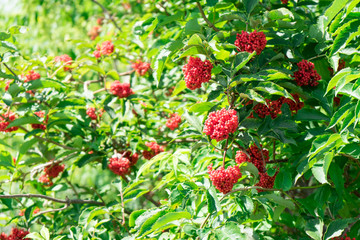 Photo of the fruit of red elderberry.