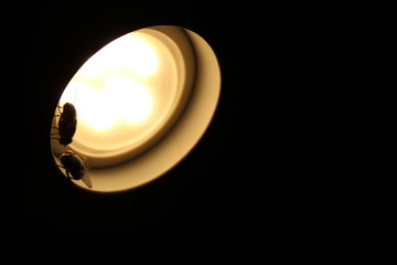 Zwei Fliegen auf einer Lampe