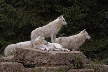 Meute loups arctiques