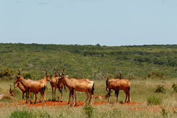 Naklejka na ściany i meble Herd of Red hartebeest standing together