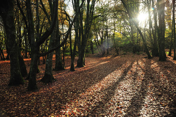 Obraz premium Sunlight through woods in fall/autumn 