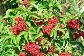 Photo of the fruit of red elderberry.