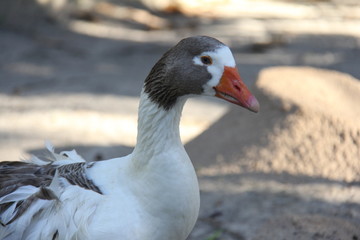 fauna