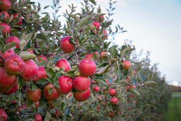 Red and ripe apples hanging from a tree branch